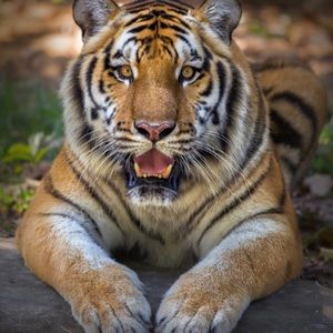 Meet your Posher, Pedro